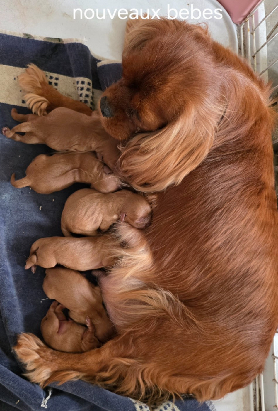 Bébés ruby