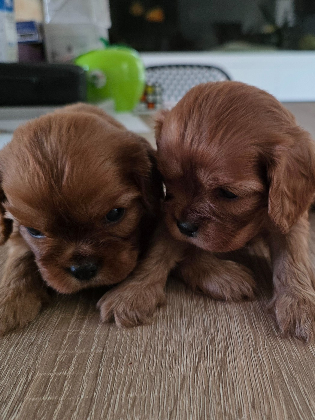 Bébés ruby