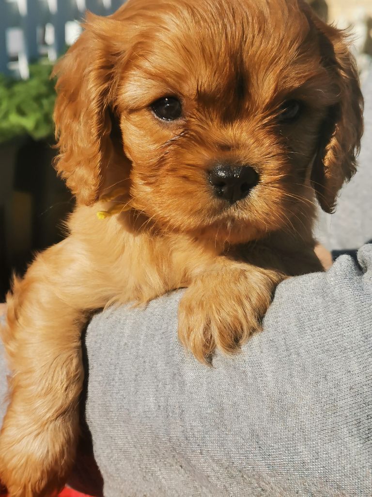 du domaine des petits clowns - Chiots disponibles - Cavalier King Charles Spaniel