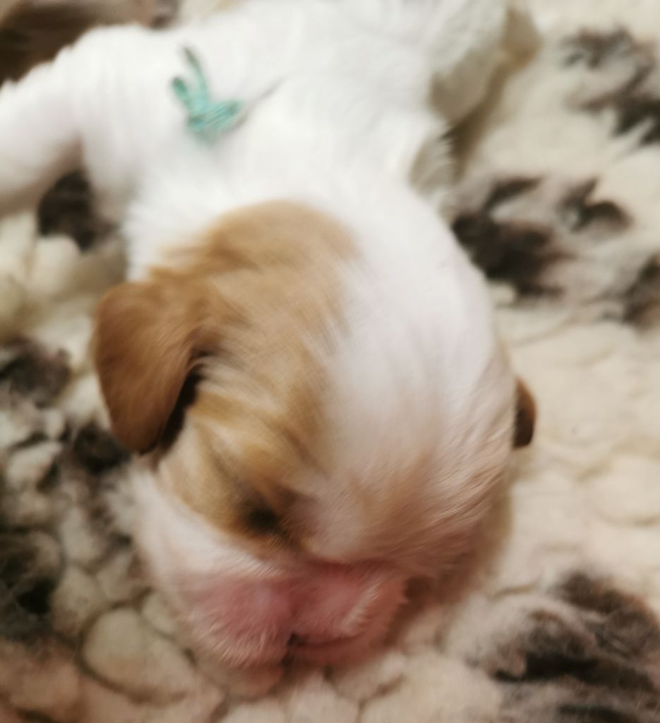 du domaine des petits clowns - Chiots disponibles - Cavalier King Charles Spaniel