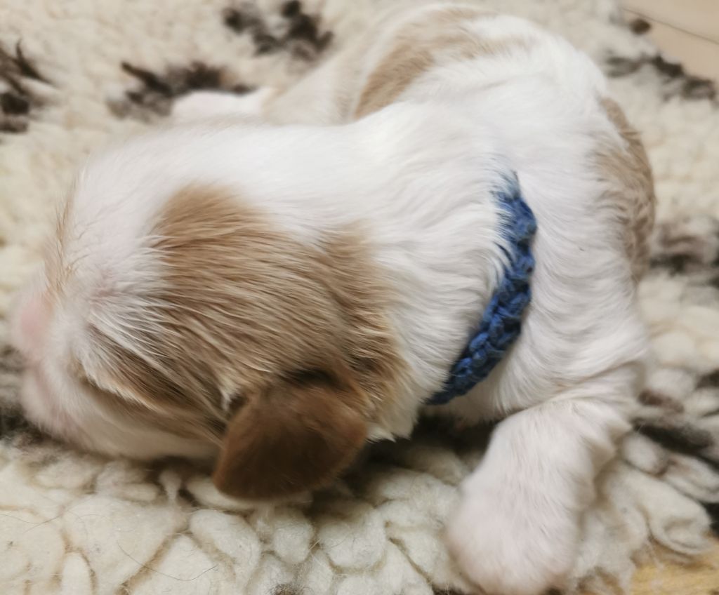 du domaine des petits clowns - Chiots disponibles - Cavalier King Charles Spaniel