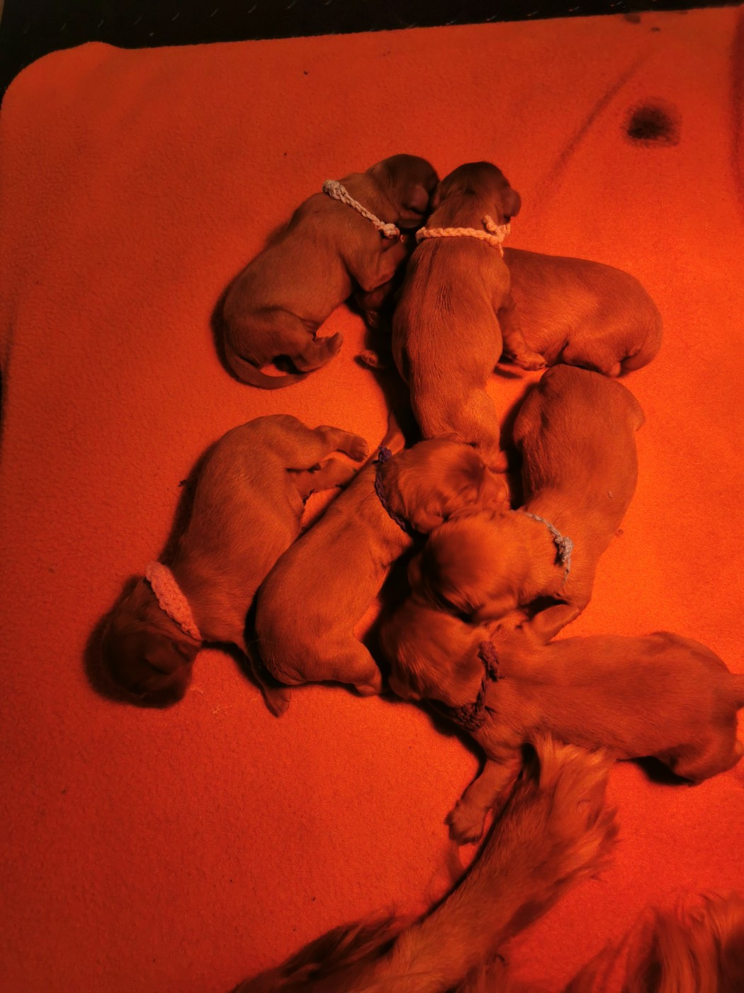 Chiot Cavalier King Charles Spaniel du domaine des petits clowns