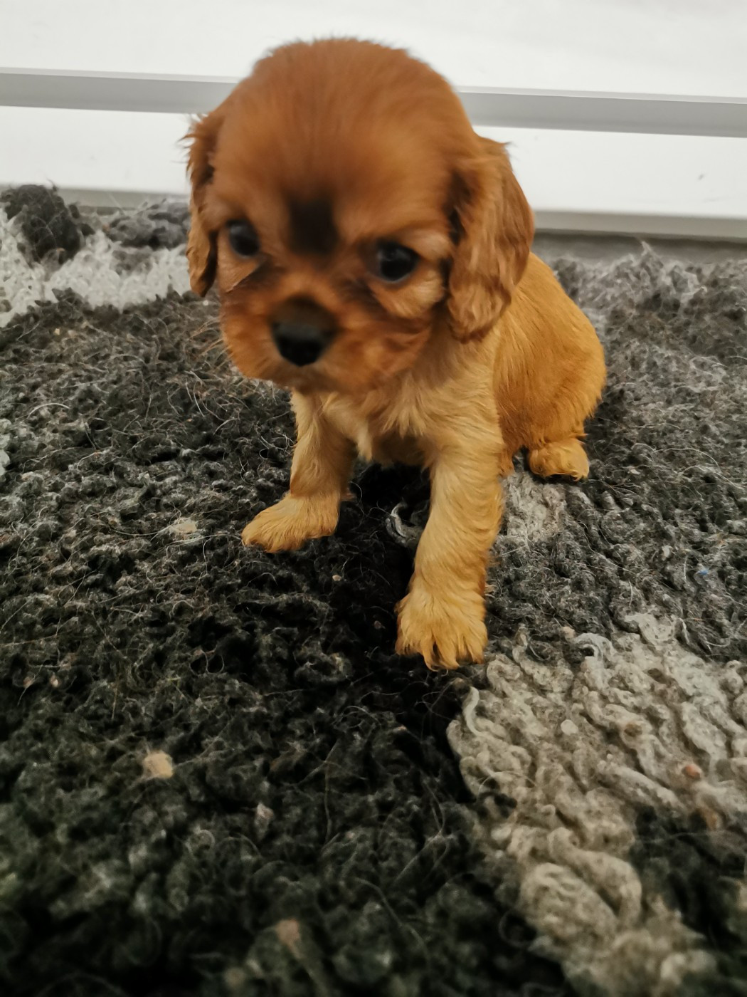 du domaine des petits clowns - Chiots disponibles - Cavalier King Charles Spaniel