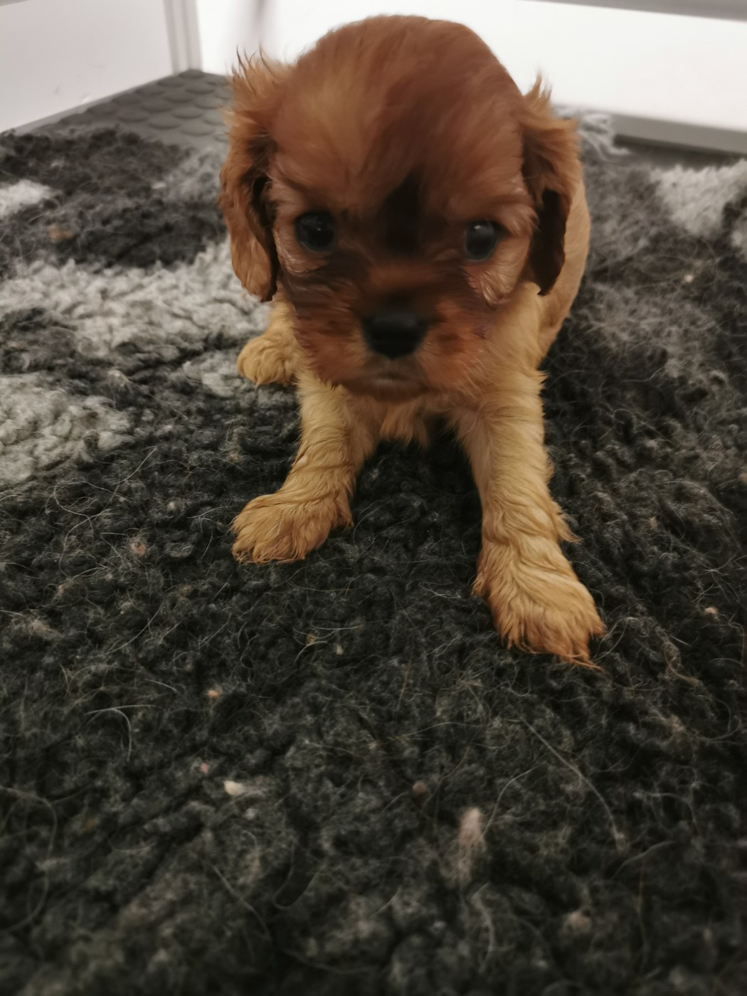 du domaine des petits clowns - Chiots disponibles - Cavalier King Charles Spaniel