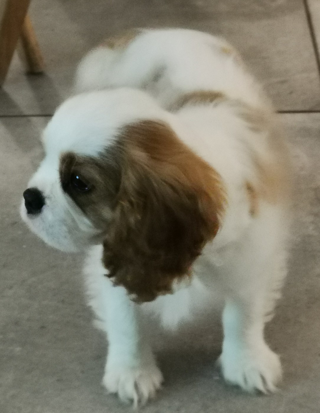 du domaine des petits clowns - Chiots disponibles - Cavalier King Charles Spaniel
