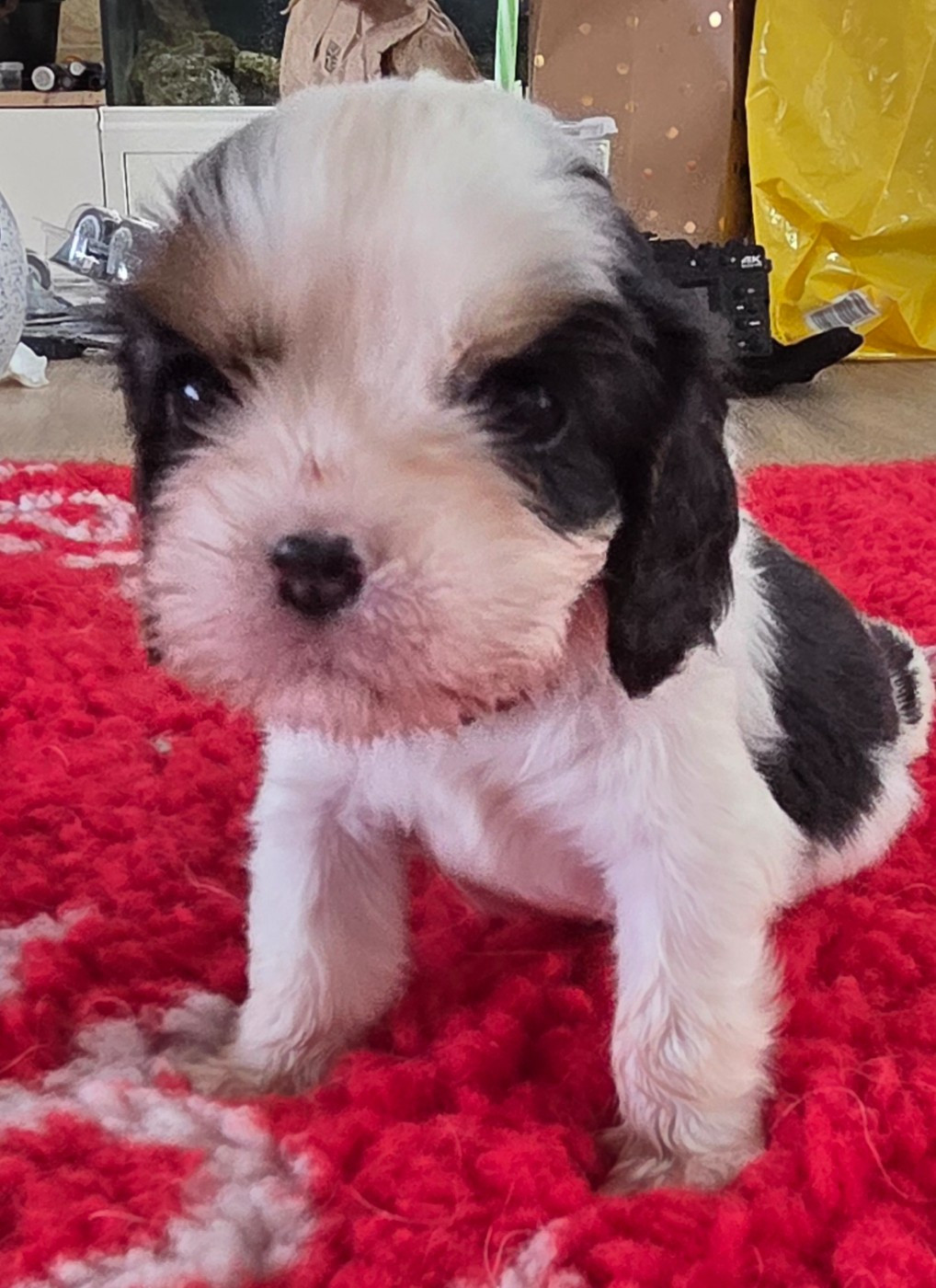 du domaine des petits clowns - Chiots disponibles - Cavalier King Charles Spaniel