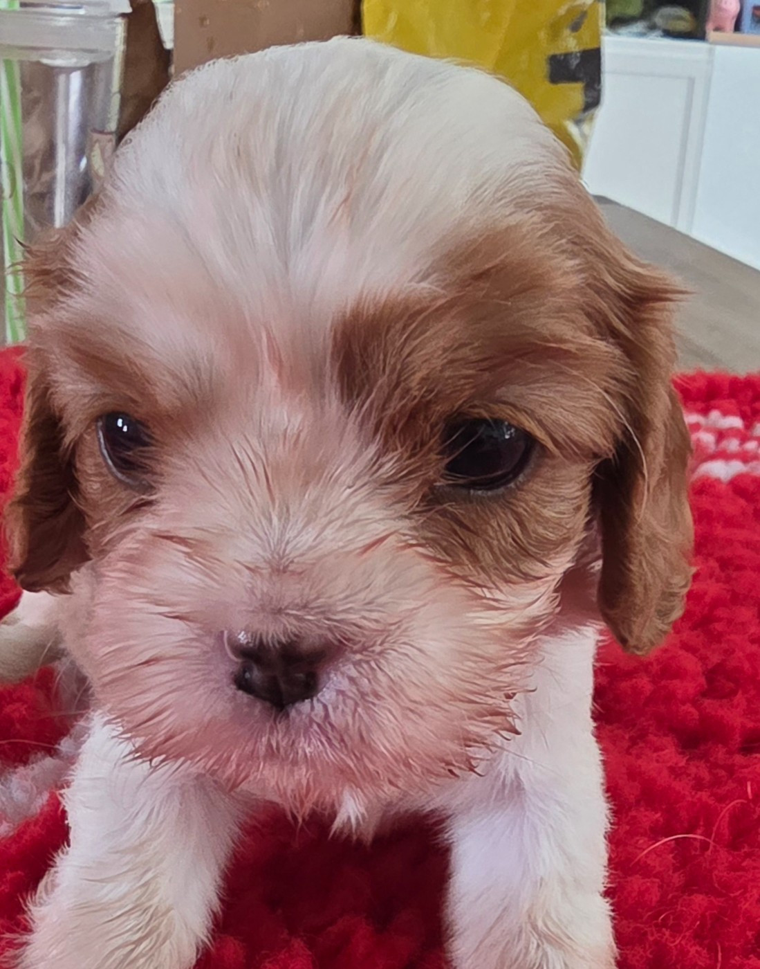 du domaine des petits clowns - Chiots disponibles - Cavalier King Charles Spaniel