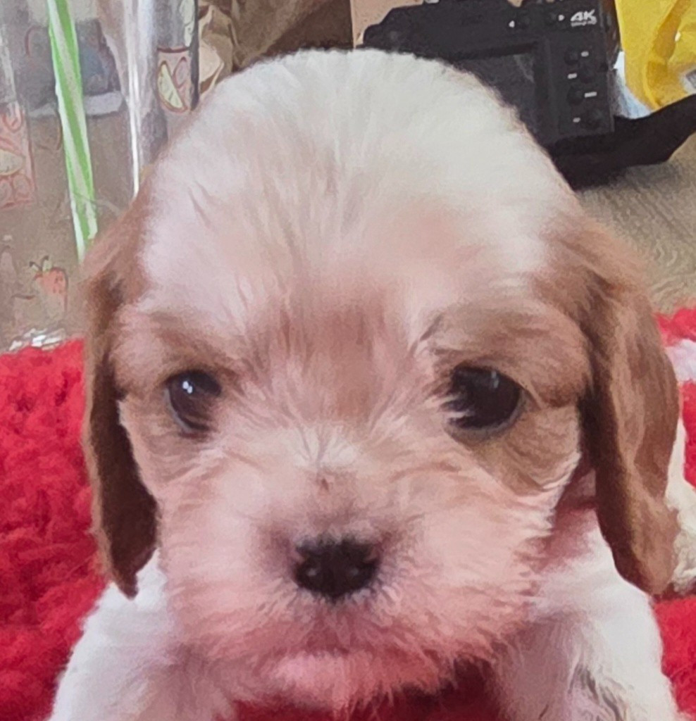 du domaine des petits clowns - Chiots disponibles - Cavalier King Charles Spaniel