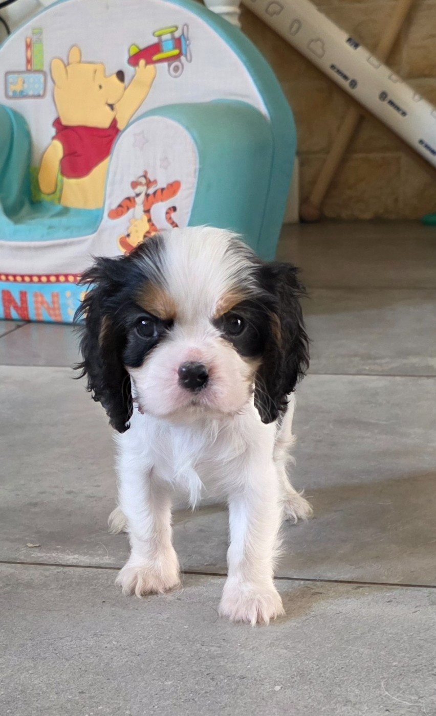 du domaine des petits clowns - Chiots disponibles - Cavalier King Charles Spaniel