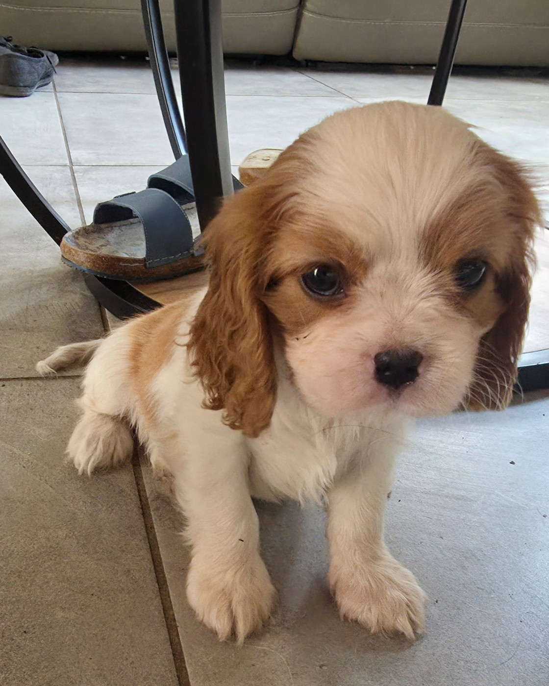 du domaine des petits clowns - Chiots disponibles - Cavalier King Charles Spaniel