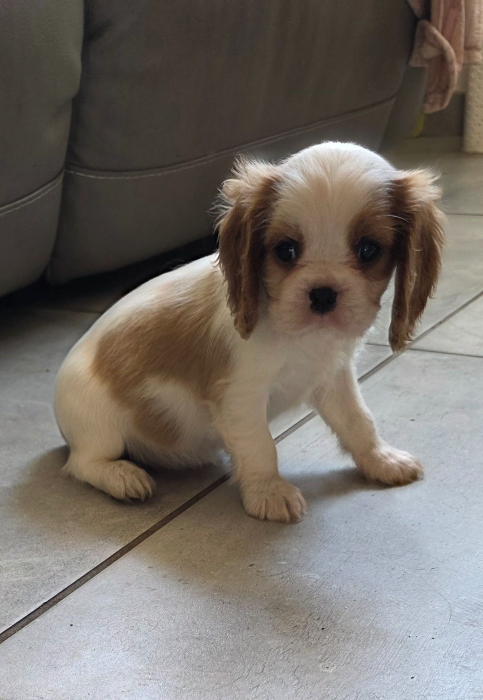 du domaine des petits clowns - Chiots disponibles - Cavalier King Charles Spaniel