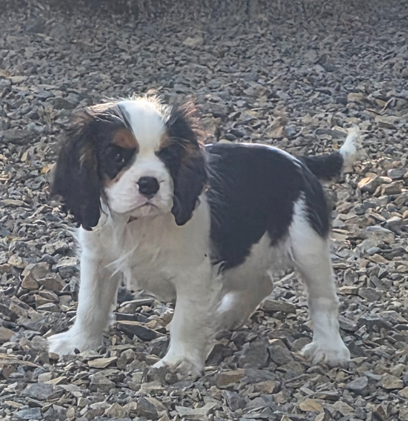 du domaine des petits clowns - Chiots disponibles - Cavalier King Charles Spaniel