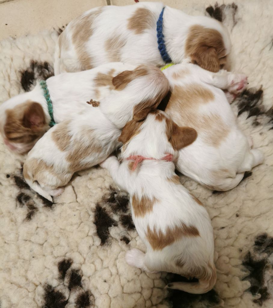 du domaine des petits clowns - Cavalier King Charles Spaniel - Portée née le 13/10/2025