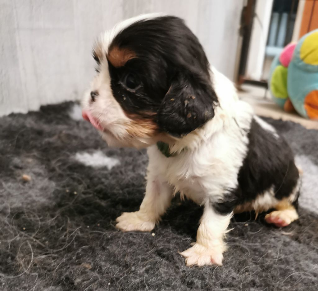 du domaine des petits clowns - Chiots disponibles - Cavalier King Charles Spaniel
