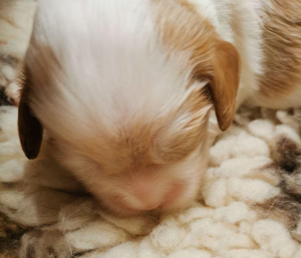 du domaine des petits clowns - Chiots disponibles - Cavalier King Charles Spaniel