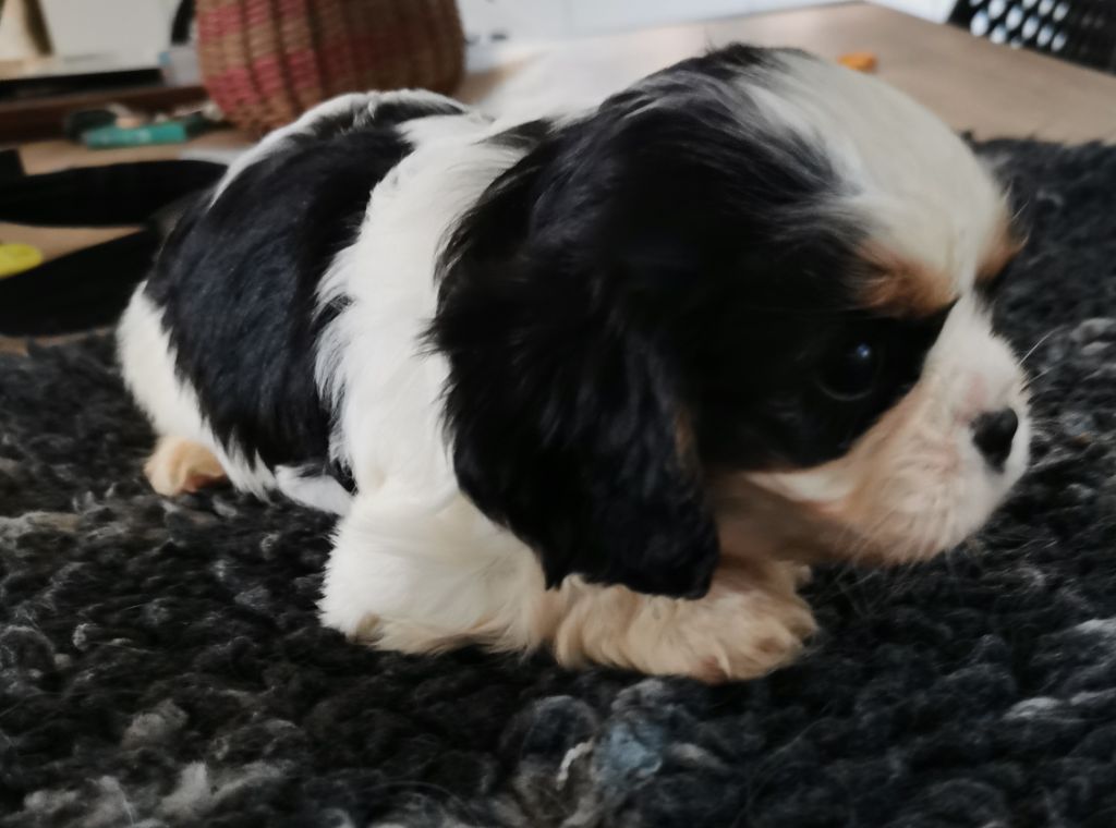 du domaine des petits clowns - Chiots disponibles - Cavalier King Charles Spaniel