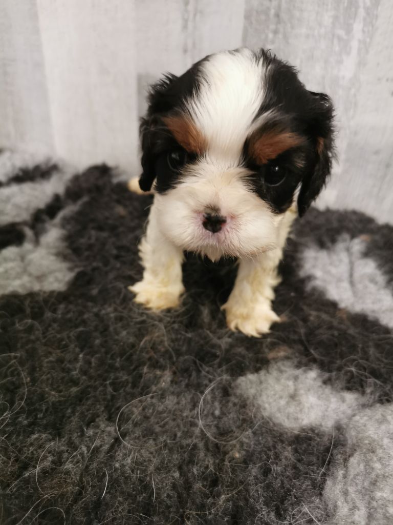 du domaine des petits clowns - Chiots disponibles - Cavalier King Charles Spaniel