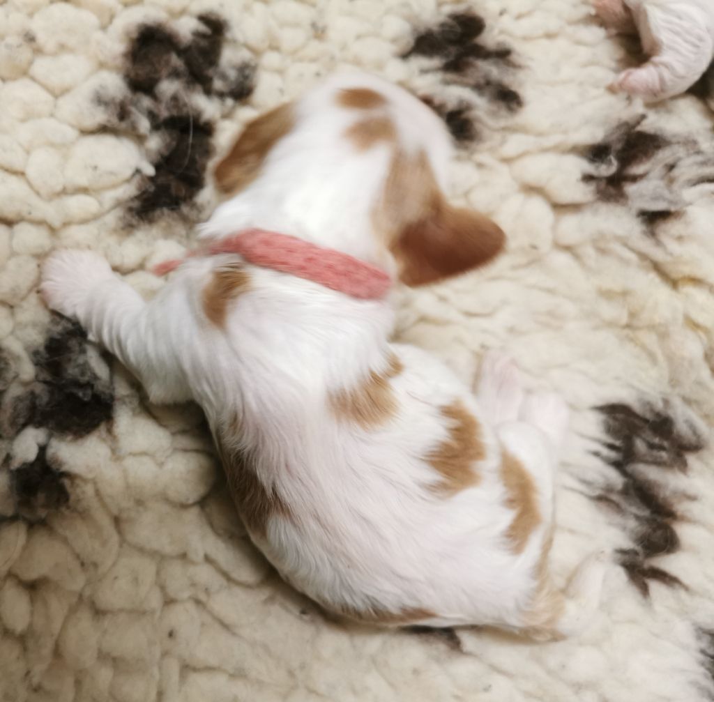 du domaine des petits clowns - Chiots disponibles - Cavalier King Charles Spaniel