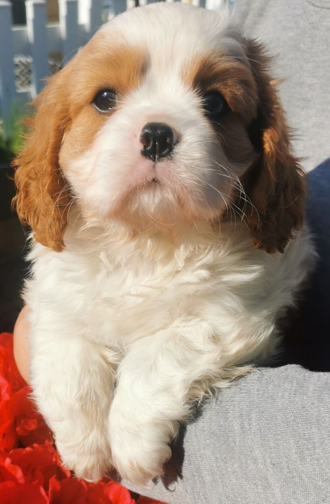 du domaine des petits clowns - Chiots disponibles - Cavalier King Charles Spaniel